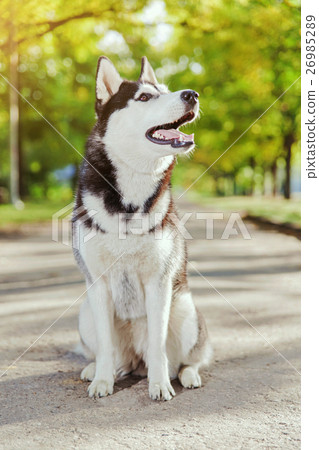 Portrait Husky dog with a smile Portrait Husky dog with a smile 26985289