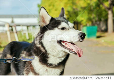 Portrait Husky dog with a smile Portrait Husky dog with a smile 26985311