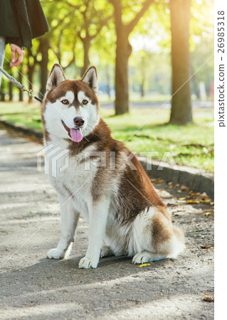 Portrait Husky dog with a smile Portrait Husky dog with a smile 26985318