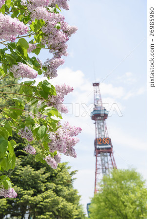 Lilac (+ TV Tower) in Sapporo Odori Park 26985960