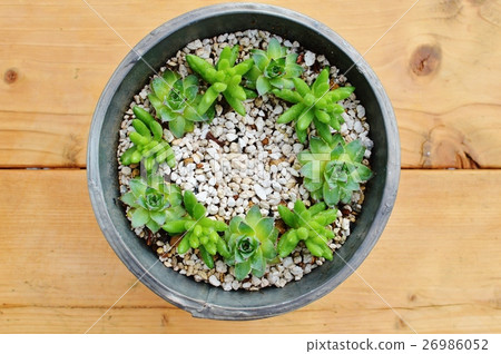 Planting succulent plants 26986052