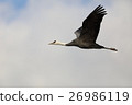 Crane of the flood 35 26986119