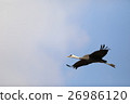 Crane of the flood water 36 26986120
