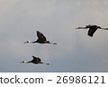 Crane of the flood 37 26986121
