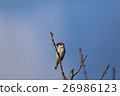 Sparrow 1 26986123