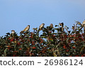 Sparrow 2 26986124