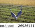 Crane of the flood 30 26986131