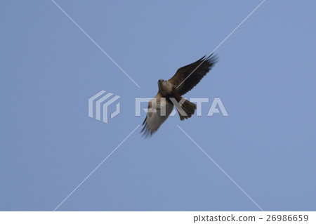 Chubu Eastern Marsh Harrier Hawk Circus spilonotus bird Chubu Eastern Marsh Harrier Hawk Circus spilonotus bird 26986659