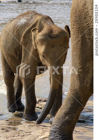 一個孤兒院的父母和孩子在斯里蘭卡大象 26988104