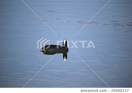 Oohan (Otsuka / Fulica atra / Black coot) 26988137