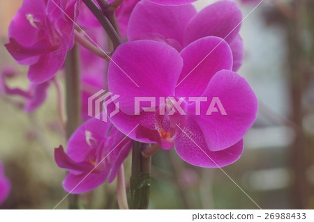 蝴蝶蘭 蝴蝶蘭 26988433