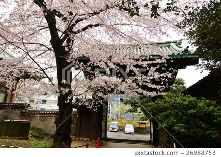 東京觀光景點櫻花點·在Yushima大教堂的門口的櫻花·從門的水平位置 東京觀光景點櫻花點·在Yushima大教堂的門口的櫻花·從門的水平位置 26988753