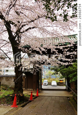 東京觀光景點櫻花點·在Yushima大教堂的門口的櫻花·從門的垂直位置 東京觀光景點櫻花點·在Yushima大教堂的門口的櫻花·從門的垂直位置 26988754