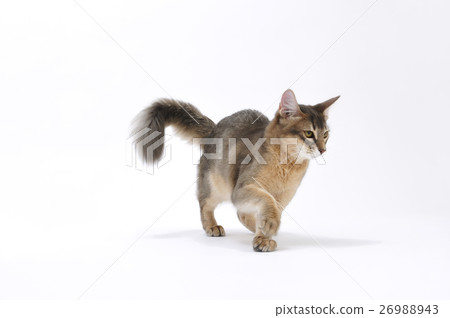 Cat _ 040 Cat _ 040 26988943