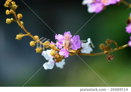 Violet color of Queen's crape myrtle flower. 26989514