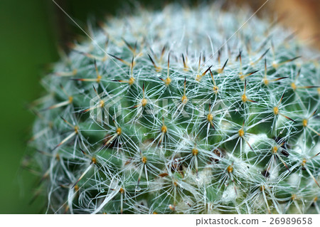 Close up of cactus spines Close up of cactus spines 26989658