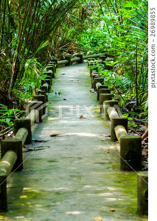 Path to the jungle Path to the jungle 26989855