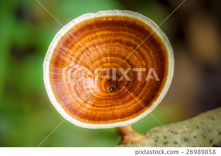 poisonous mushrooms. poisonous mushrooms. 26989858