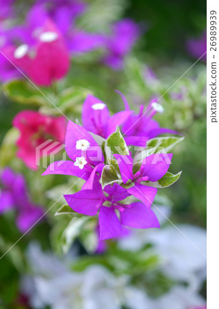 Bougainvillea flowers 26989939