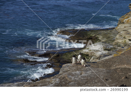 Rockhopper Penguins Rockhopper Penguins 26990199