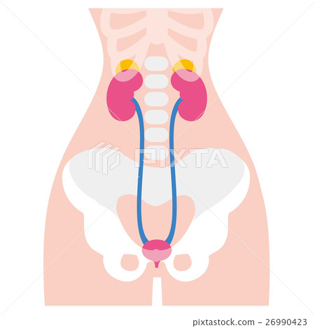 Kidney illustration 26990423