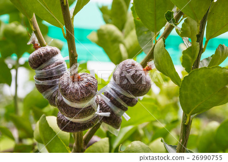 Plant Propagation Background 26990755