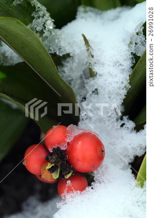 Snow and fruit of Omoto Snow and fruit of Omoto 26991028