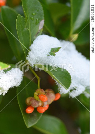 Snow and fruit of masaki 26991031