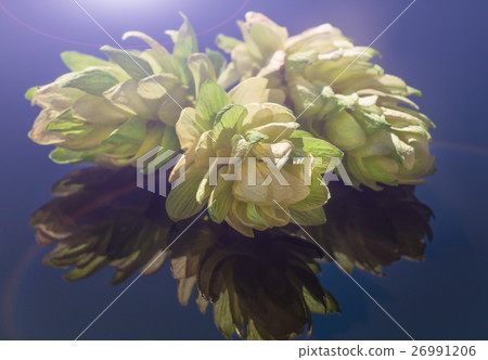 hop cones on a dark background 26991206