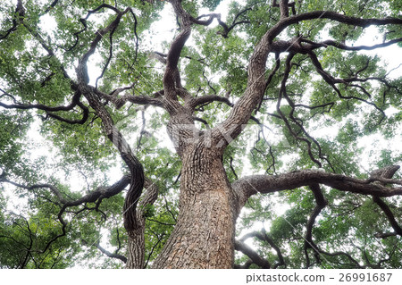 Old trees 26991687