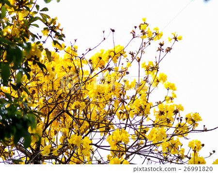 Yellow flower suzuki Yellow flower suzuki 26991820