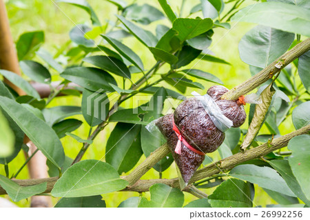 Plant Propagation Background Plant Propagation Background 26992256