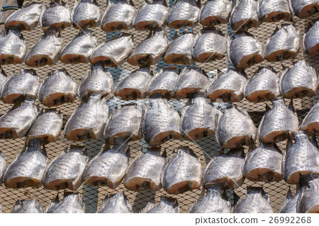 Oreochromis niloticus on net 26992268