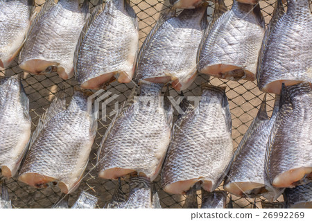 Oreochromis niloticus on net Oreochromis niloticus on net 26992269
