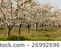 Beautiful blossoming cherry-tree garden, sunset 26992696