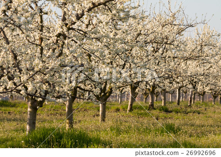 Beautiful blossoming cherry-tree garden, sunset Beautiful blossoming cherry-tree garden, sunset 26992696