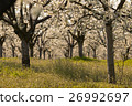 Beautiful blossoming cherry-tree garden, sunset 26992697
