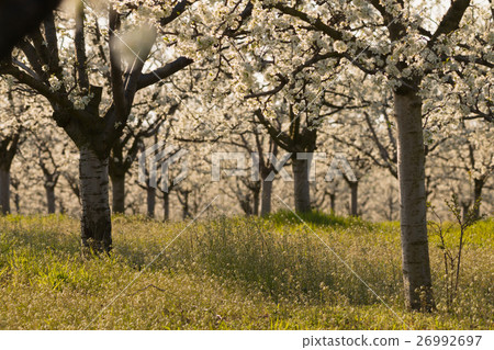 Beautiful blossoming cherry-tree garden, sunset 26992697