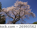 Cherry blossoms in full bloom in the blue sky 26993562