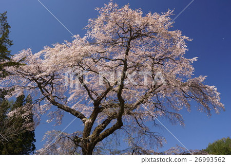 Cherry blossoms in full bloom in the blue sky 26993562