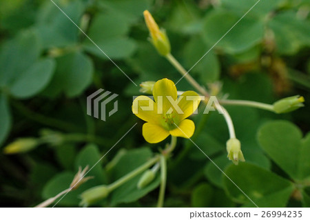 酢漿草花 酢漿草花 26994235