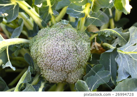 Broccoli frosted in the morning of December Broccoli frosted in the morning of December 26994728