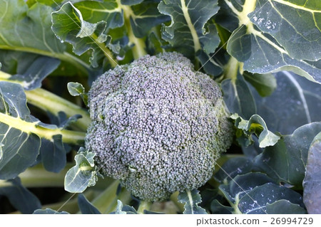Broccoli frosted in the morning of December Broccoli frosted in the morning of December 26994729