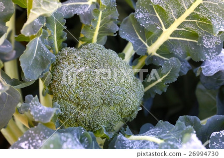 Broccoli frosted in the morning of December Broccoli frosted in the morning of December 26994730