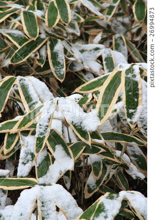 下雪天的Kumazasa 26994873