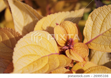 Moenlight·Corius花蕾 Moenlight·Corius花蕾 26995108