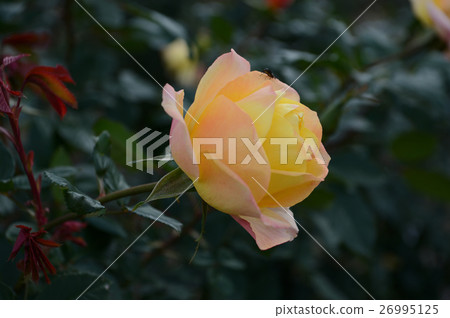 Rose of flower center, refreshingly Rose of flower center, refreshingly 26995125