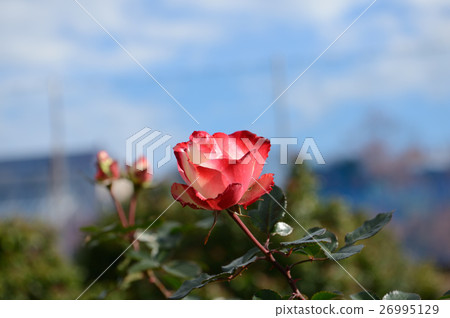 Rose of flower center, refreshingly 26995129