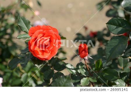 花中心的玫瑰，令人耳目一新 26995141