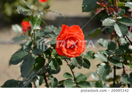 花中心的玫瑰，令人耳目一新 26995142